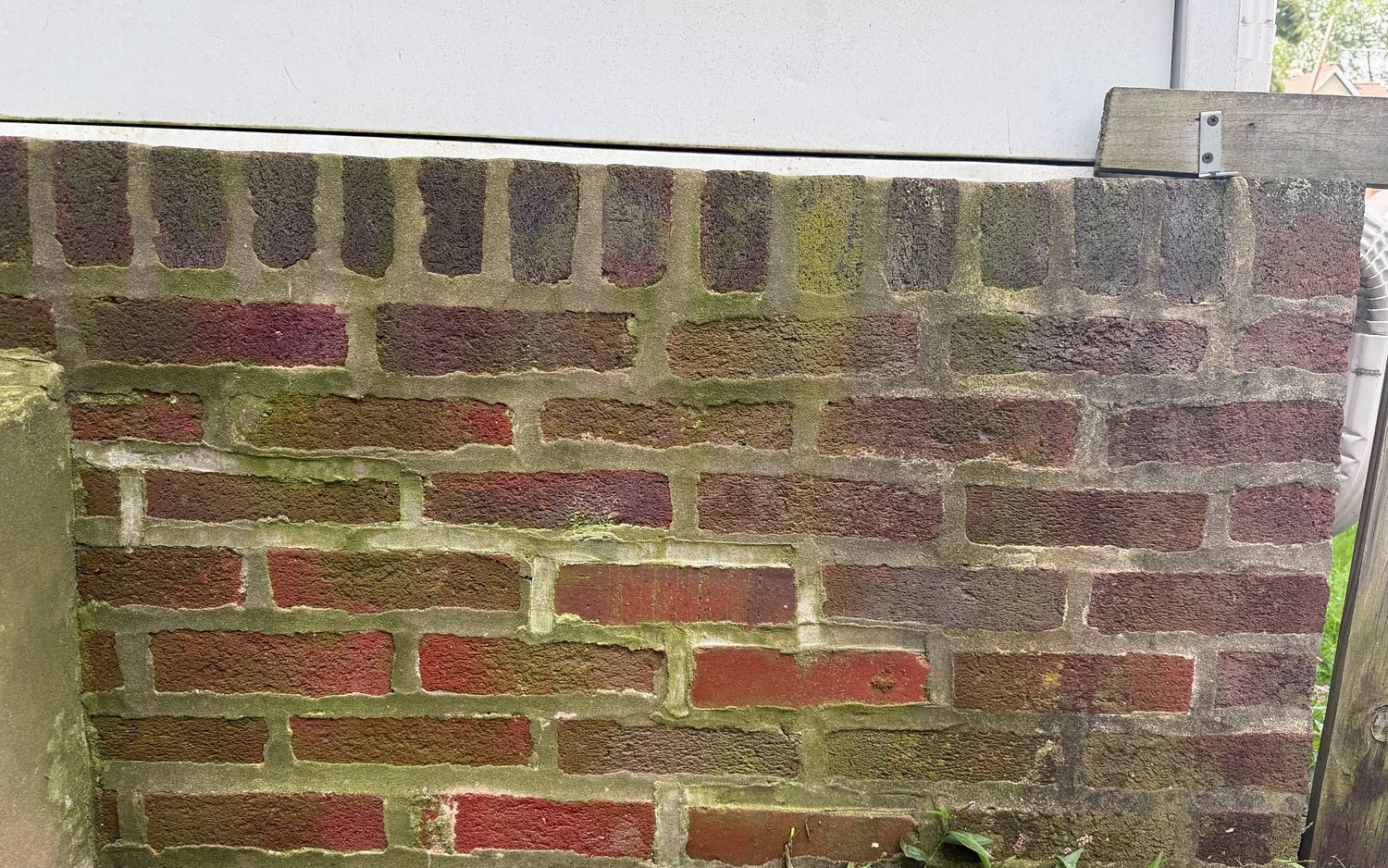 Brick retaining wall in Lansdowne, PA before washing, the brick and mortar covered in a thick green algae growth