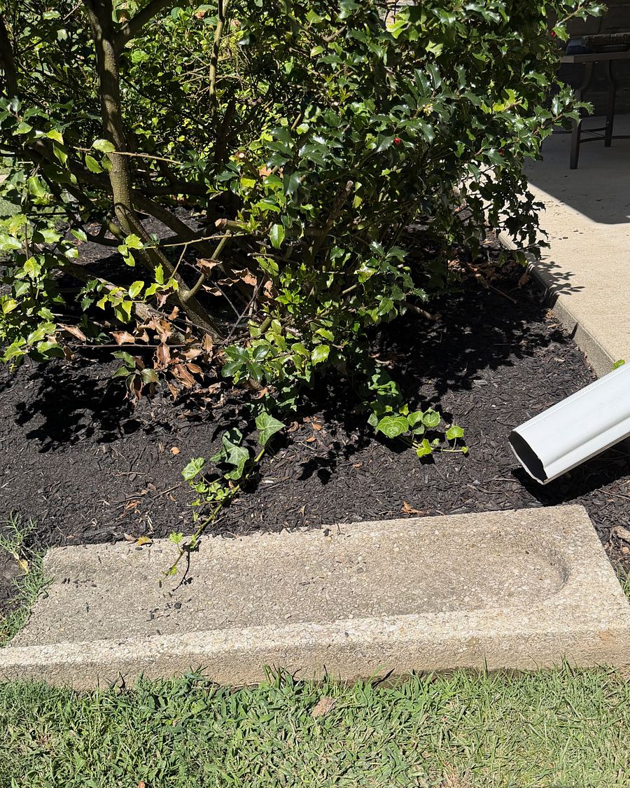 Concrete downspout splash block in a planting bed in Drexel Hill, PA before washing, gray and stained