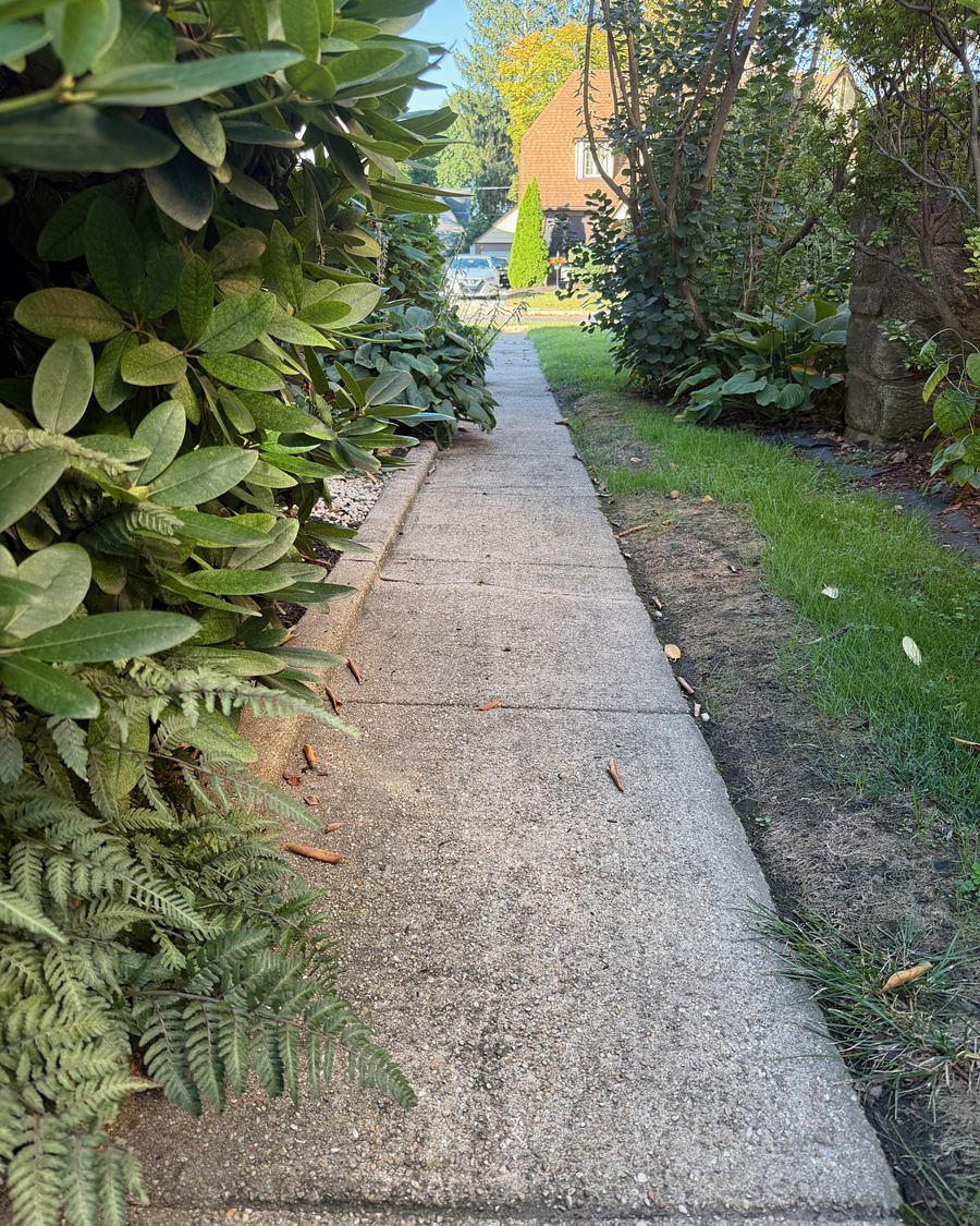 Long concrete walkway between shrubs and lawn in Drexel Hill, PA before washing, dull gray with leaf litter